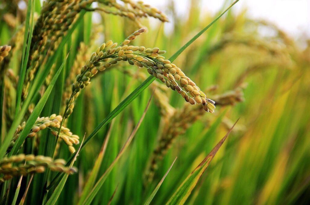 in rice field, ear of rice, rice, rice, rice, rice, rice, rice