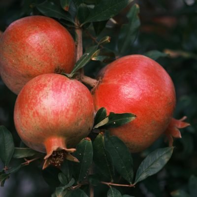 Lush pomegranates hanging on branches in Bornova, İzmir during the day.